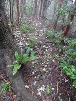 P5230045乳房山遊歩道現況.jpg