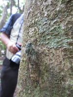 IMG_3232オガサワラゼミ ガイドの日記帳.jpg