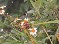 IMG_5623オガサワラクマバチ.jpg