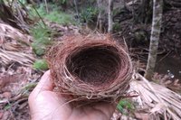 DSCN7082鳥の巣.jpg
